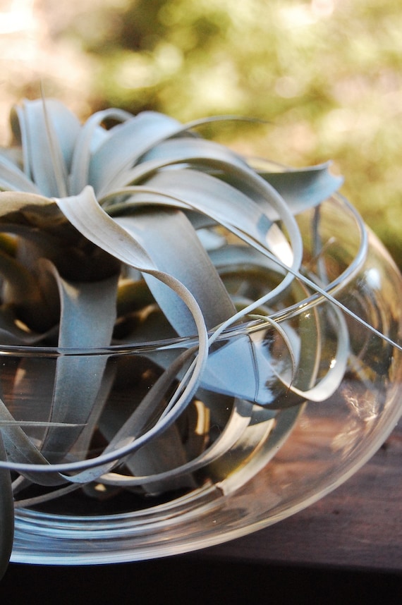 Totally ZEN! Gorgeous Xerographica air plant in glass bowl, with coarse and beautiful grayish color leaves, all curly and curvy.