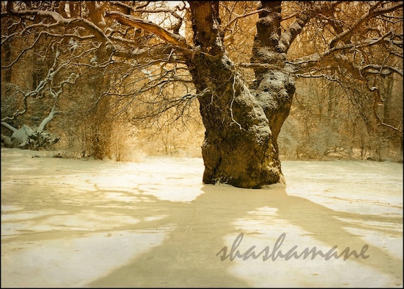 Gateway to dreams - Magical, snowy, fairytale mood 5 x 7 " print fine art photography