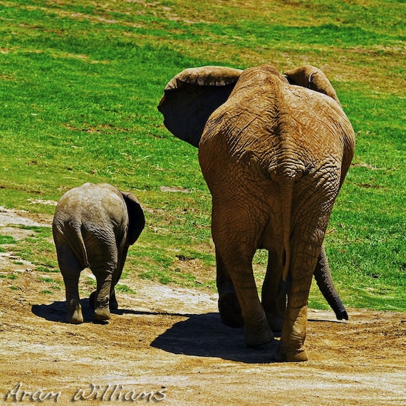 Elephant Mother and Child - 8 x 8 Photographic Print