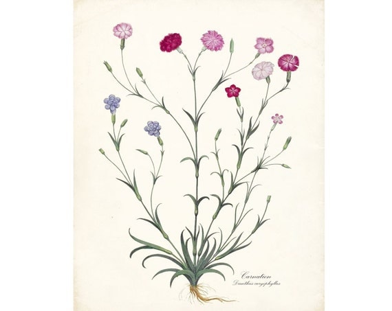 Antique French Flower-Carnation No. 2