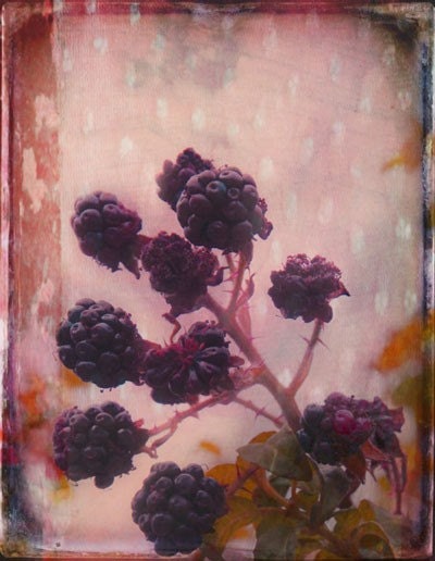 Blackberries and Polka Dots   A Signed Fine Art Photograph