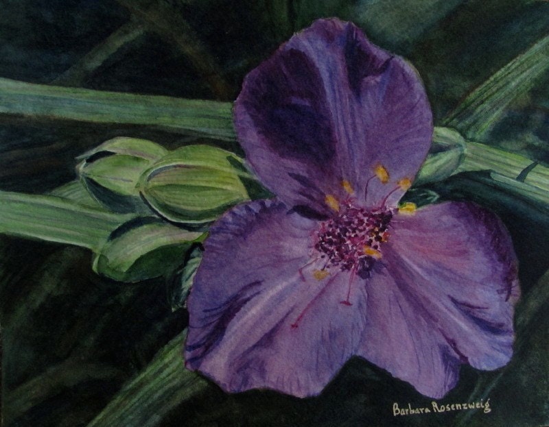 Purple Passion Spiderwort Floral Art: Limited Edition Matted Watercolor Print 16x20