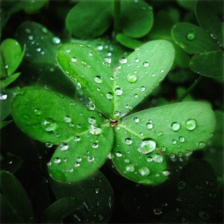 LUCKY Jewels - St. Patricks Day BOGO SALE - Soft rain decorates these two stunning macro shamrock images. Vibrant heart-wrenching green scattered with silvery baubles sent from above. Two Fine Art Photographic Prints, 10x10.