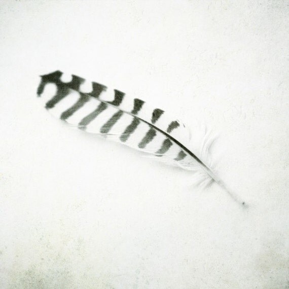 Feather - Black and White Photography striped feather 5x5