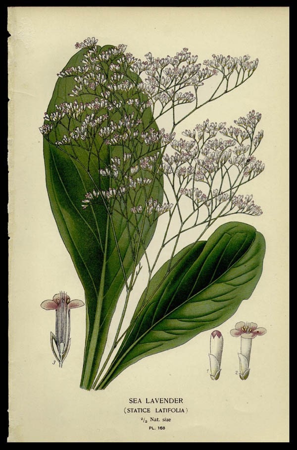 1896 Original Antique Botanical Print Sea Lavender
