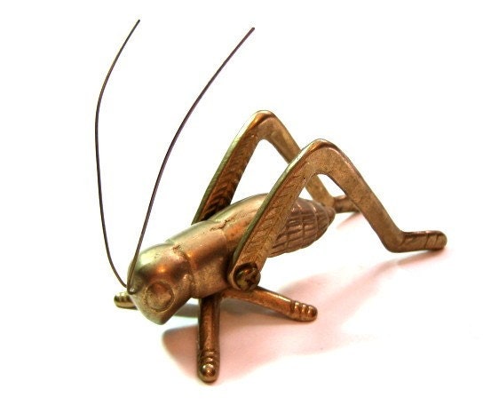 cricket insect images. Cricket Grasshopper Insect