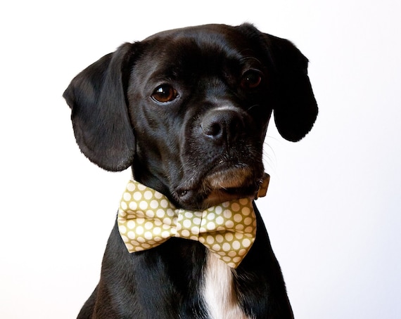 Sage Honeycomb Bow Tie Dog Collar