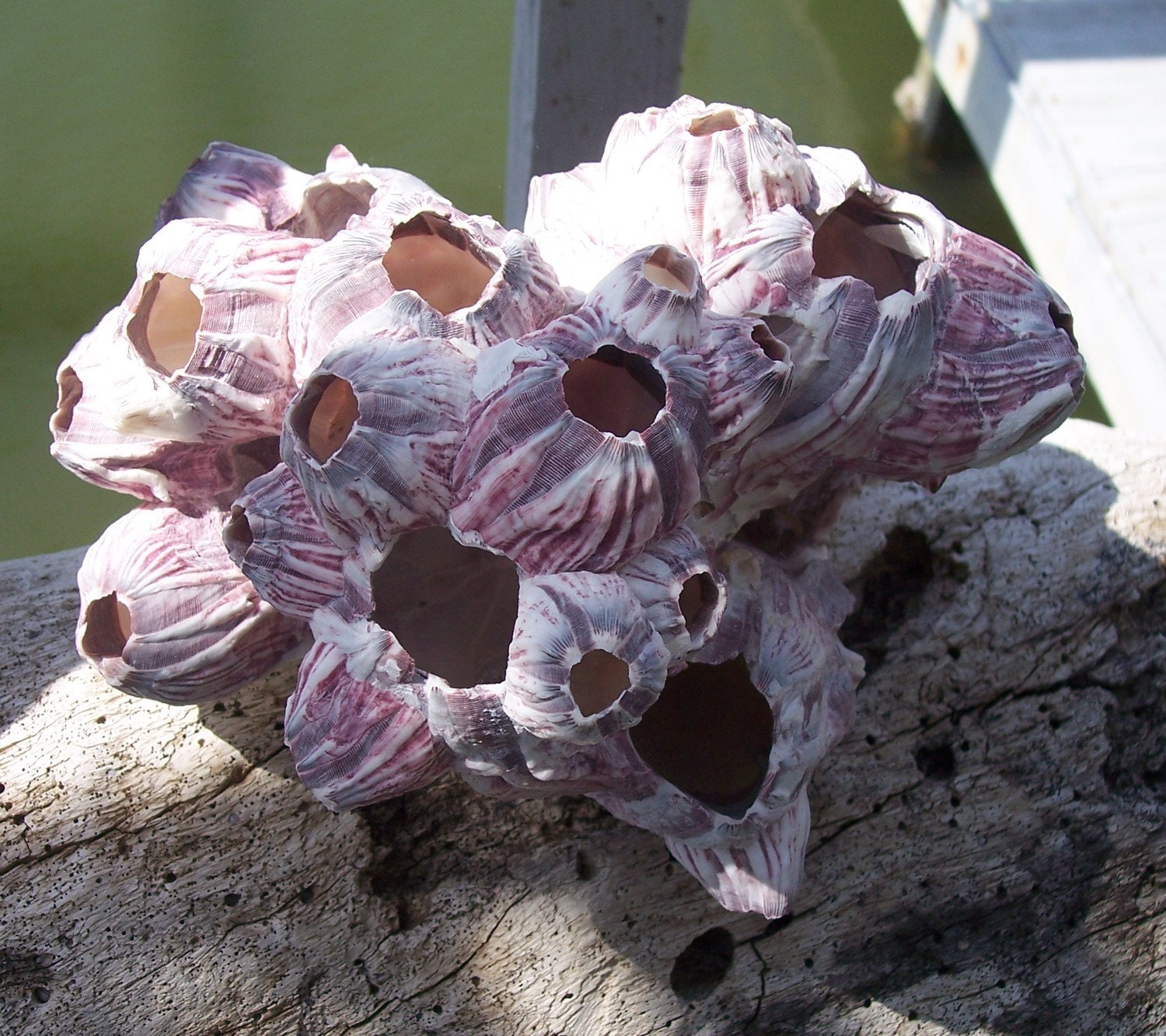 Large Clump of Natural Purple Barnacles for Display, Art, Sea Life Supplies