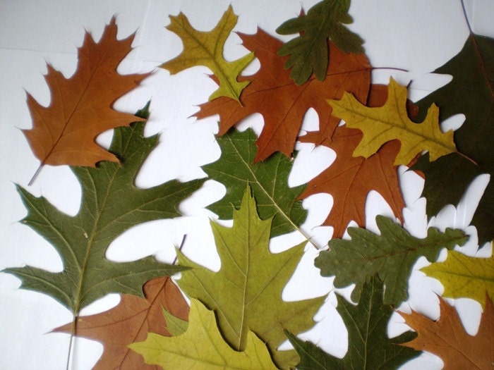Wedding Decorations, Crafts, Scrapbooking - 50 plus Real Pressed Dried GREEN and BROWN OAK Leaves