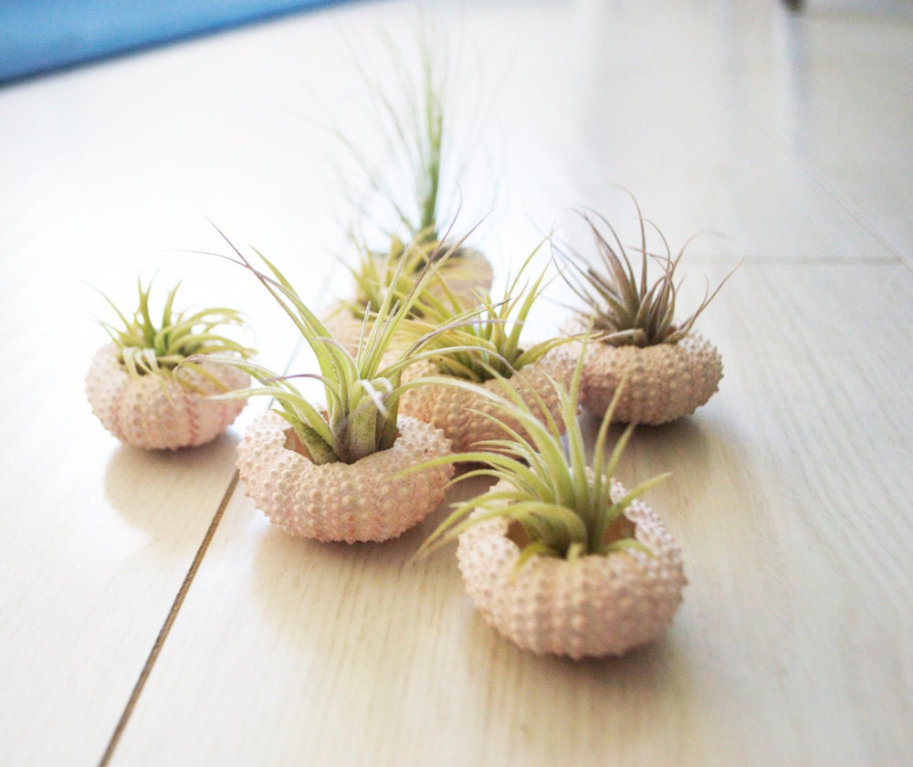 Shell Button Duo // Pink Urchin and Air Plant
