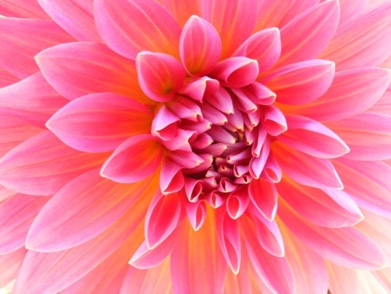 Hello Dolly Pink - 8x10 Fine Art Nature Photograph - Dahlia Closeup - IN STOCK