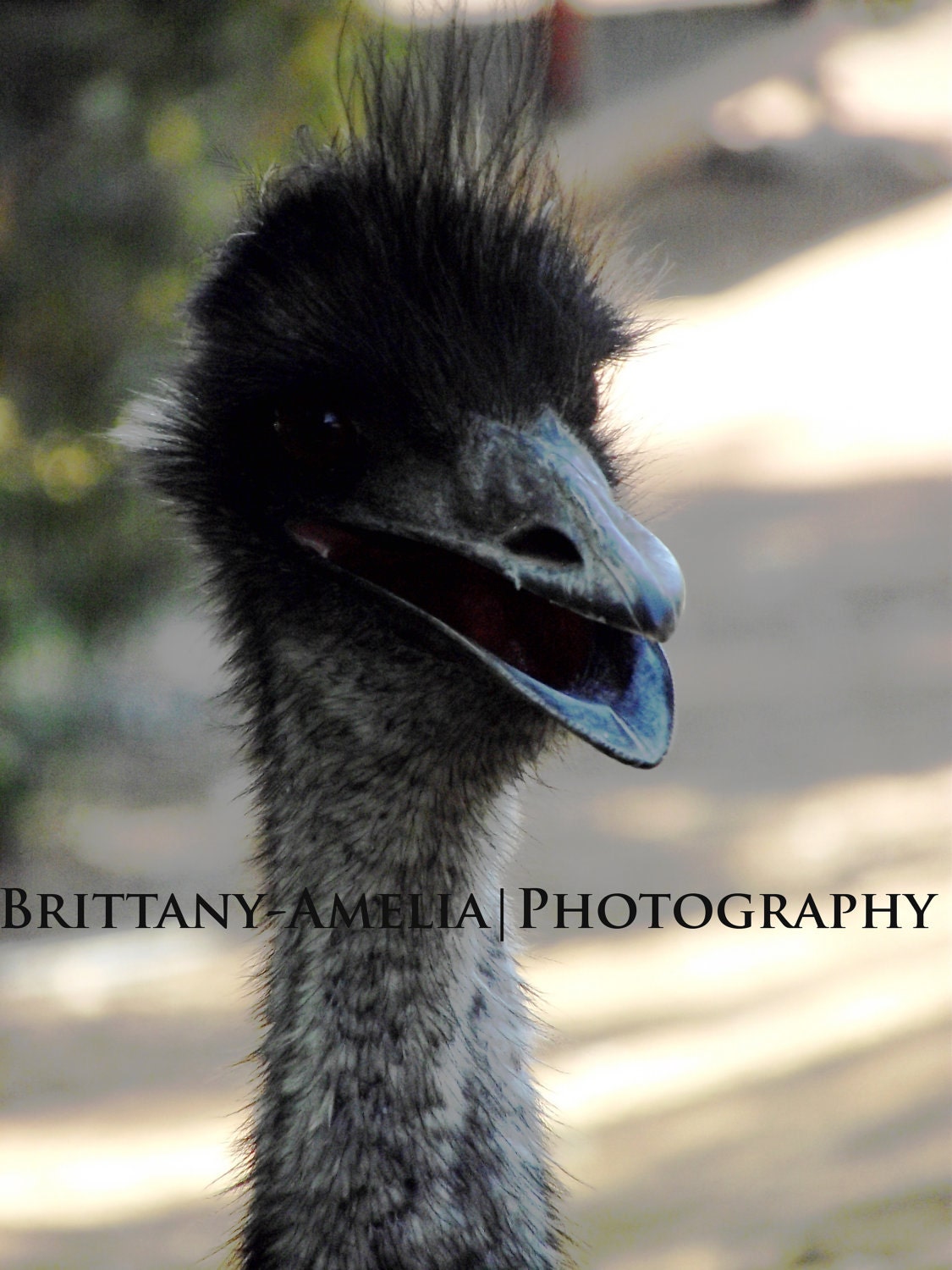 Old Man Emu-Original Photograph