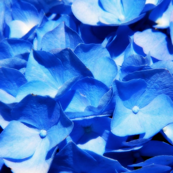 Flower photo - blue bouquet - feminine - shabby chic 5x5 print, gift for her