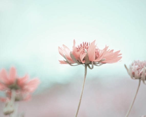 Soft Turquoise Pastel Pink Dreaming Of Wonderful Things 20x30 Fine Art Photo OVERSTOCK SALE
