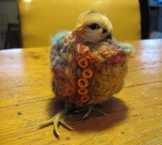 Chicken Poncho or Knitted Wrist Cuff