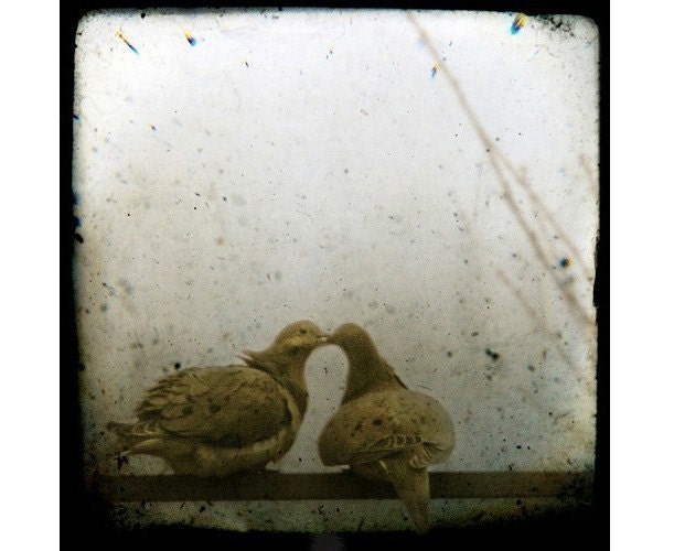 images of love birds kissing. Promises (two love birds kissing) , Fine art photograph, print 8x8,