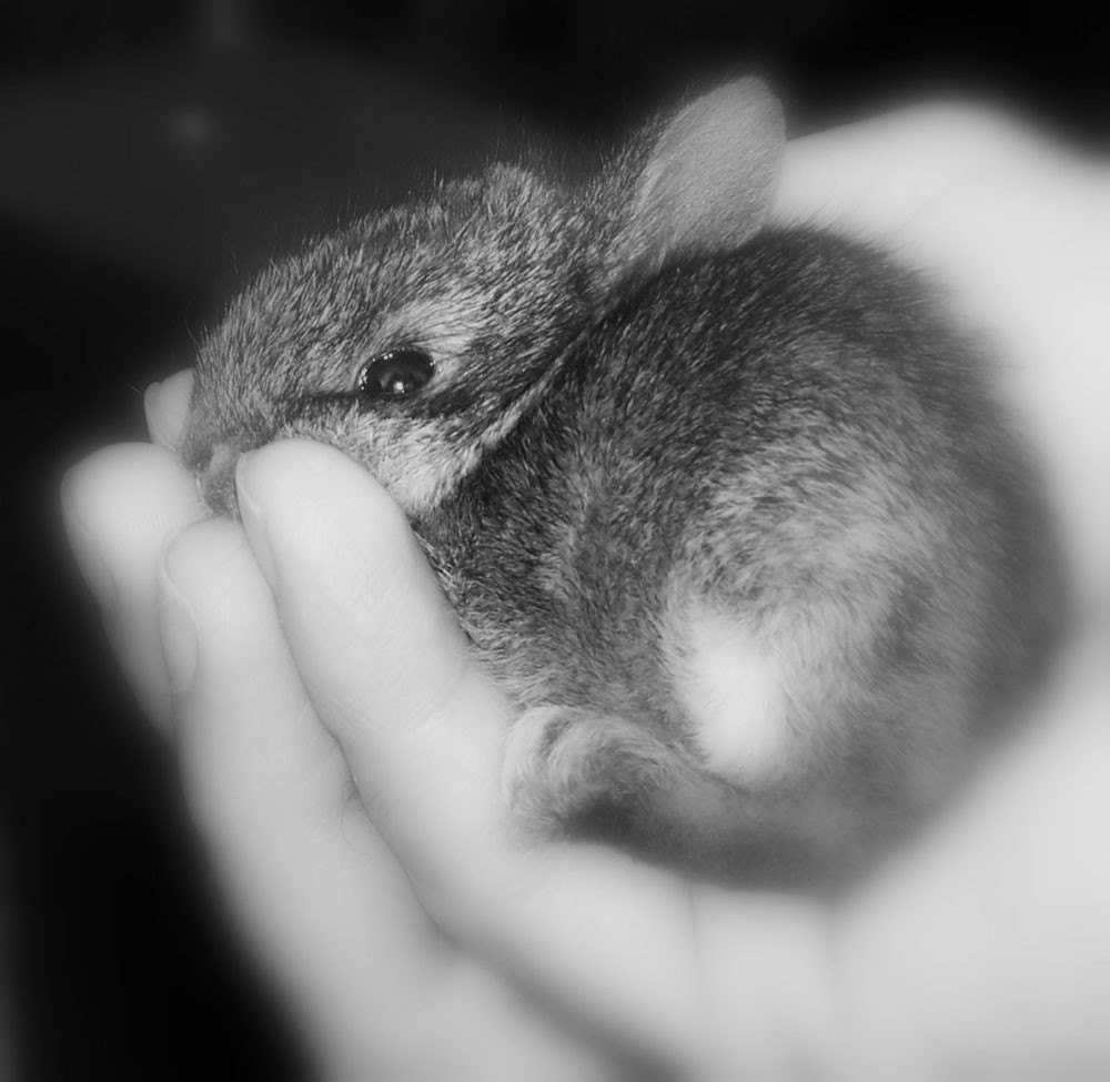 Photo of baby rabbit in child's hand.