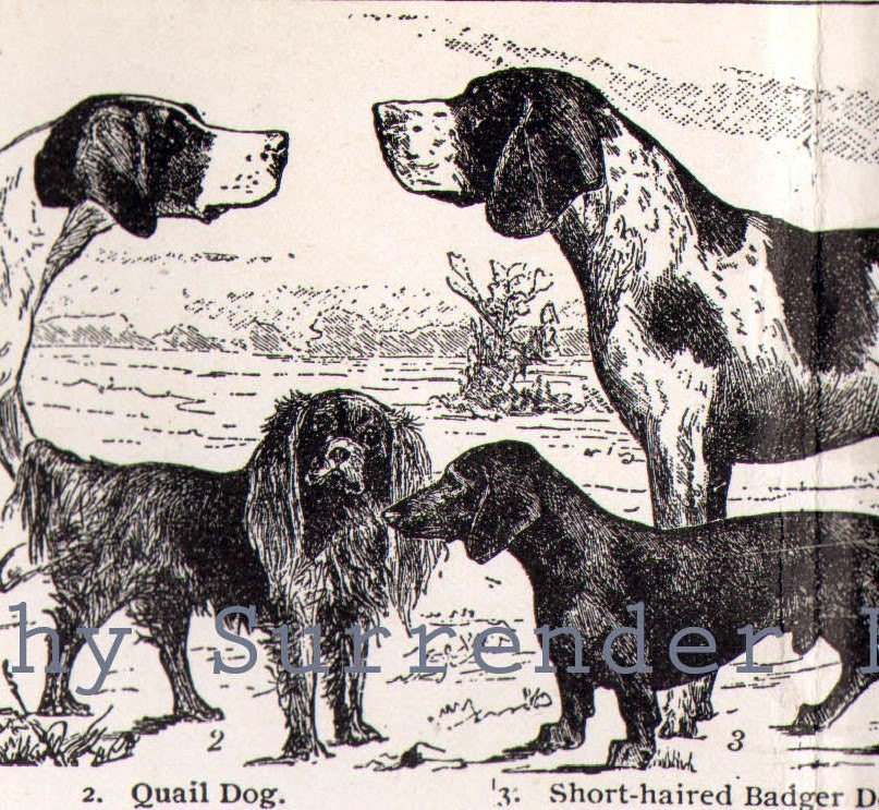 dog breeds chart. 1906 Popular Dog Breeds 27
