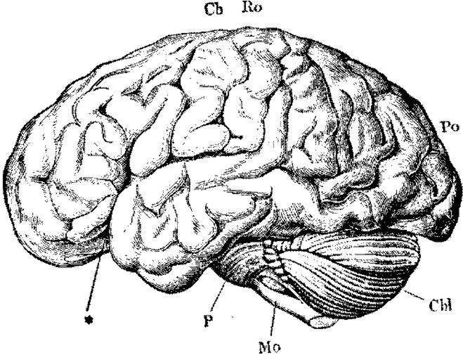 human brain anatomy. Human brain-anatomy rubber