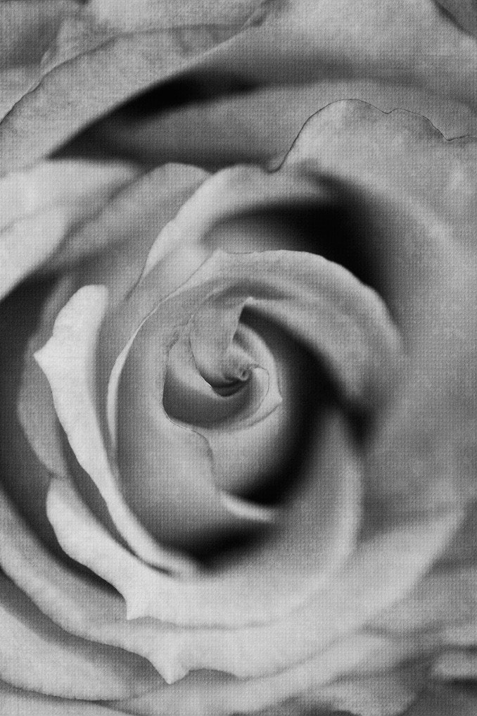 black and white photography roses. lack and white photography