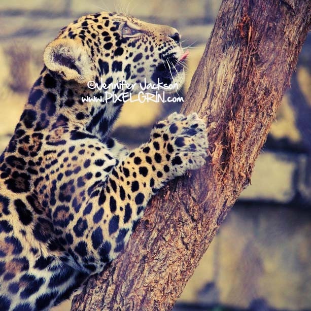 jaguar animal cub. A beautiful jaguar cub