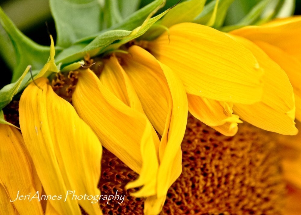Sunflower 1003 Photo Card I love the 