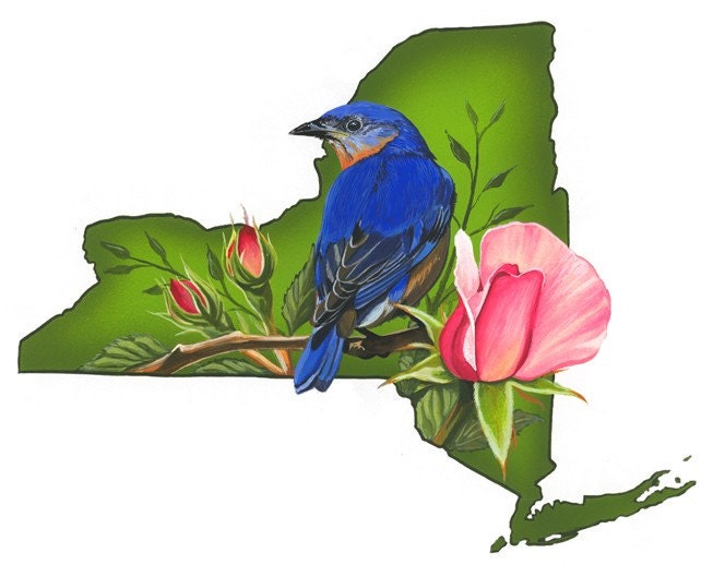 new york state bird and flower. New York state bird and flower. From blackleafstudio