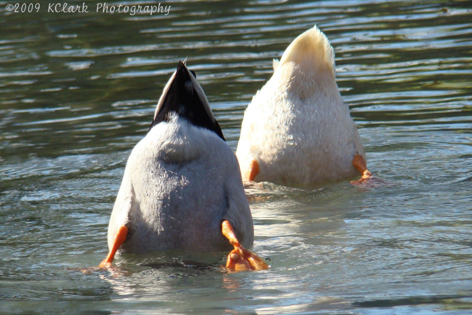  Duck Butts Photograph