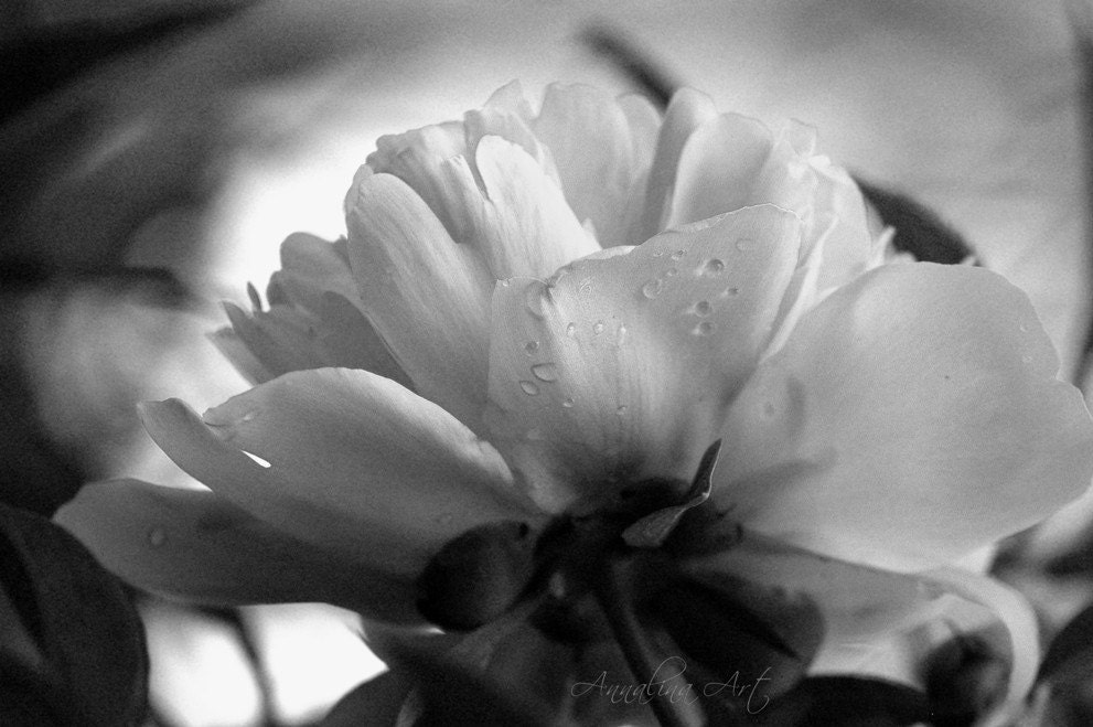 Peony in black and White-Zoom in to 