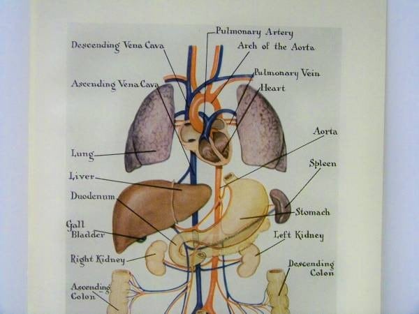 human digestive system diagram for kids. digestive system diagram