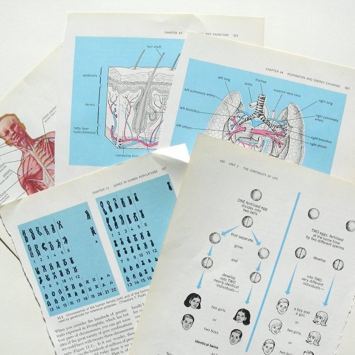 The Human Body - Anatomical Diagrams