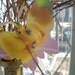 40 Beautiful Tinkerbell & Multi Color Butterflies,3D, Paper, Transparent, Plastic, Art, Wall Decor, Wall Decal, Girls Room, Nursery