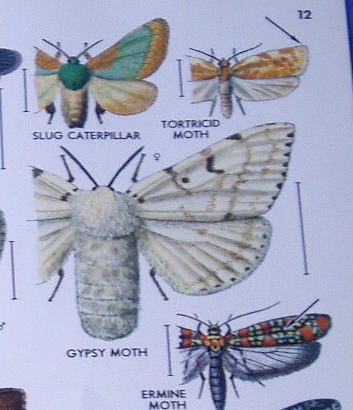 Gypsy Moth Illustrations Vintage Insect Scientific Book Plates for Mixed Media, Altered Art or Framing
