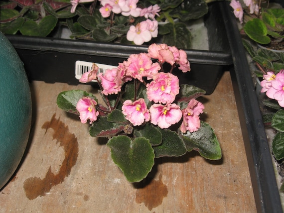 African Violet, live plant, ROB'S ANTIQUE ROSE, semi miniature, starter, now shipping to California