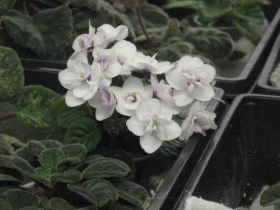 African Violet, live plant, BALLET SNOWCONE,  cute little bloomer