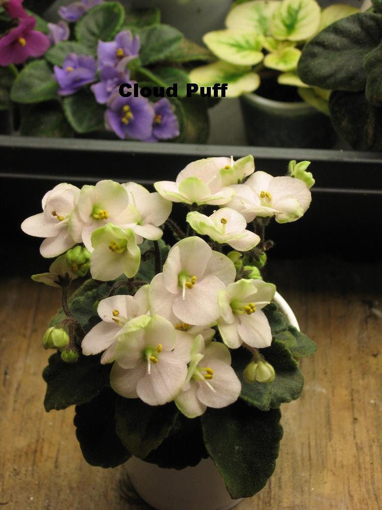 African Violet, live plant, CLOUD PUFF, cute little plant