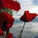 Red poppies by the lake - Fine Art Photography - wall art - limited edition 1/20