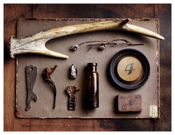 Trophy - curated still life - natural history - limited edition - 8X10 photographic print