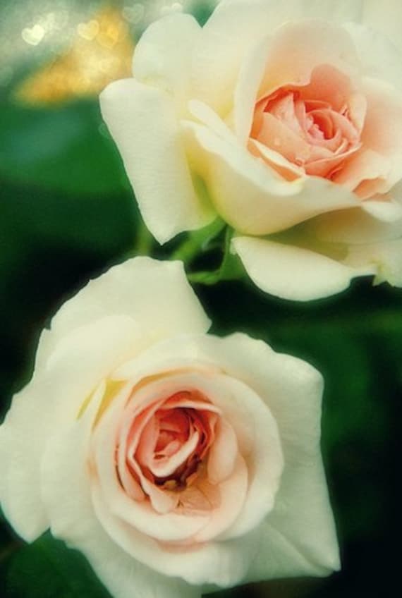 Roses are Pink - 8x10 Fine Art Print