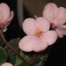 African Violet, live plant MIDGET LILLIAN, cute mini